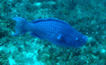Clamagore