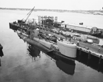 Barracuda