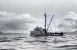 YP-155