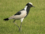 Lapwing