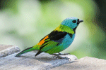 Tanager