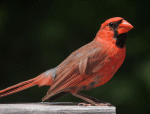 Cardinal