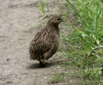 Quail