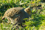 Partridge