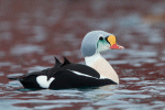 Eider