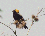 Bobolink