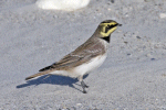 Lark