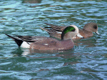 Widgeon