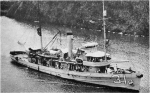Tern