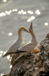 Gannet