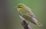 Warbler
