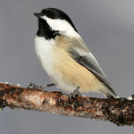 Chickadee