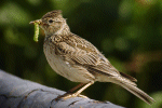 Skylark