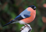Bullfinch
