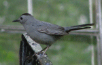 Catbird
