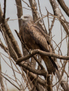 Kite