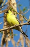 Goldfinch