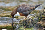 Dipper