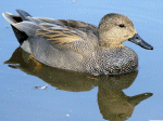 Gadwall