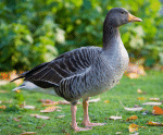 Graylag
