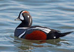 Harlequin