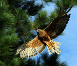 Harrier