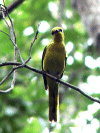 Minivet