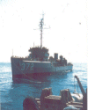 Murrelet