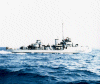 Murrelet