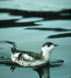 Murrelet