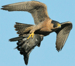 Peregrine