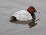 Pochard