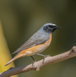 Redstart