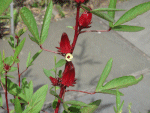 Roselle
