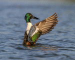 Shoveler