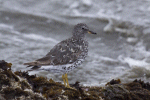 Surfbird