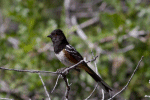 Towhee