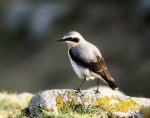 Wheatear