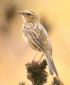Pipit