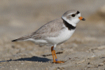 Plover