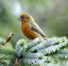 Crossbill