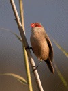 Waxbill