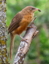 Chatterer