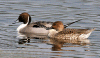Pintail