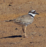 Killdeer