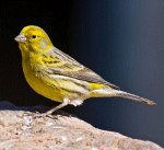 Canary