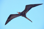 Frigate Bird