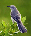Mockingbird