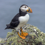 Puffin