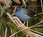 Reedbird